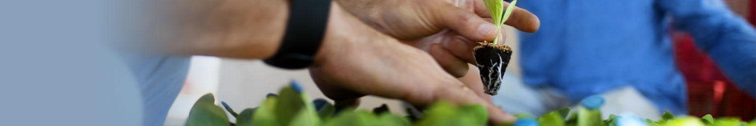 A person's hand holding a small plant seedling with visible roots, with other seedlings in the foreground and a person in a blue shirt in the background.