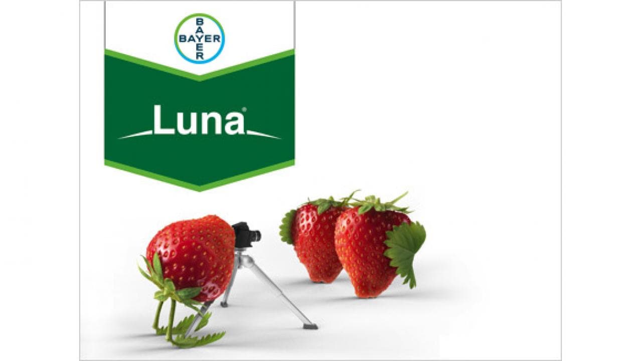 Strawberries on tripods beneath a Bayer Luna logo.