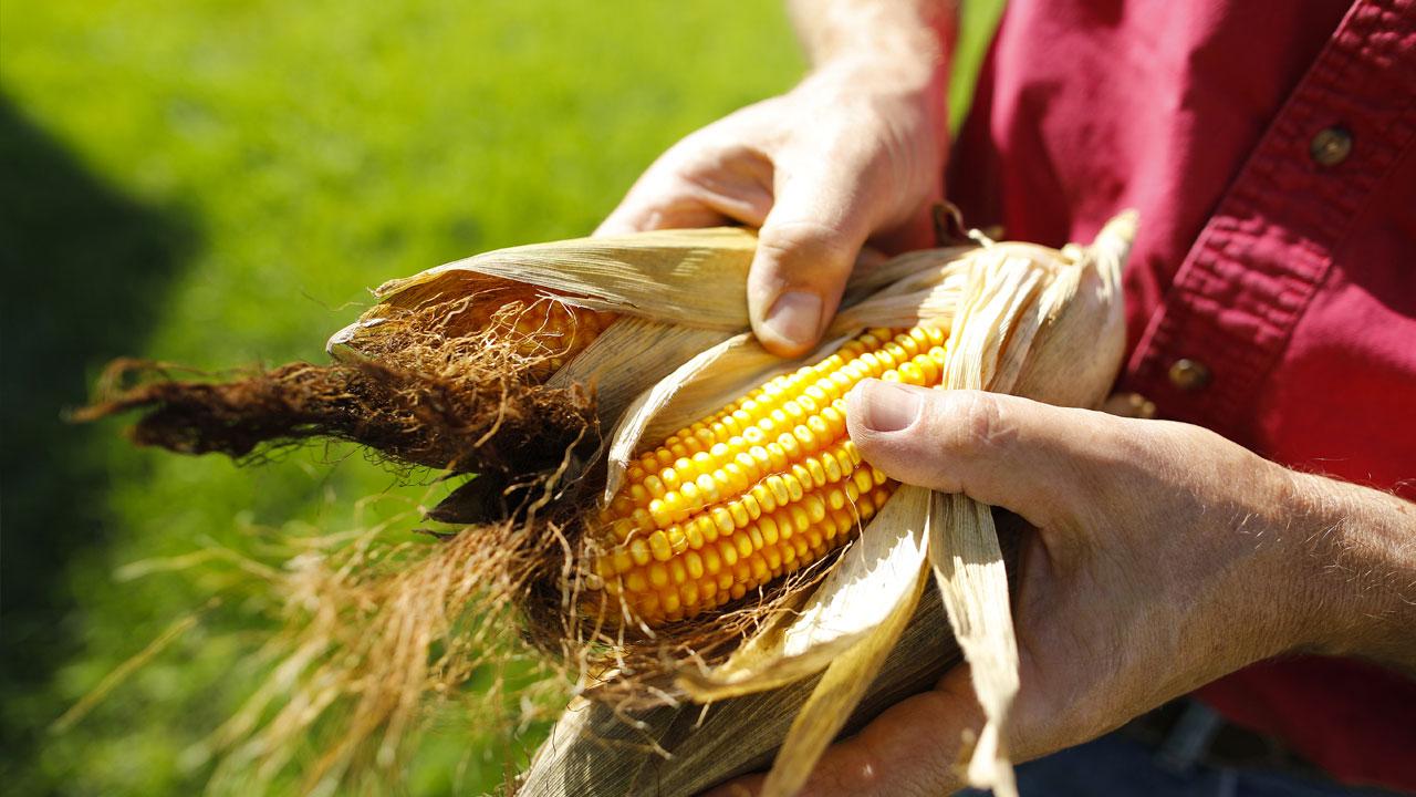 Person holding a partially husked ear of corn in a grassy area.
