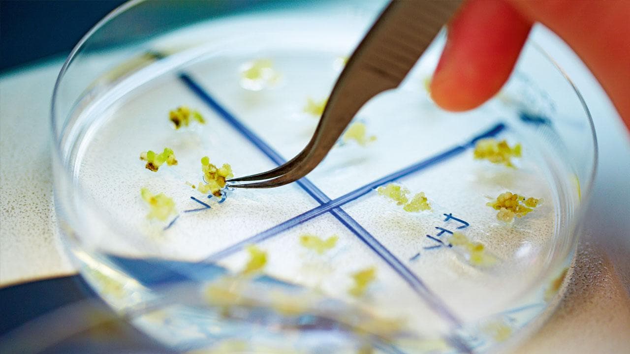 A hand using tweezers to handle small plant samples in a petri dish marked with blue lines.