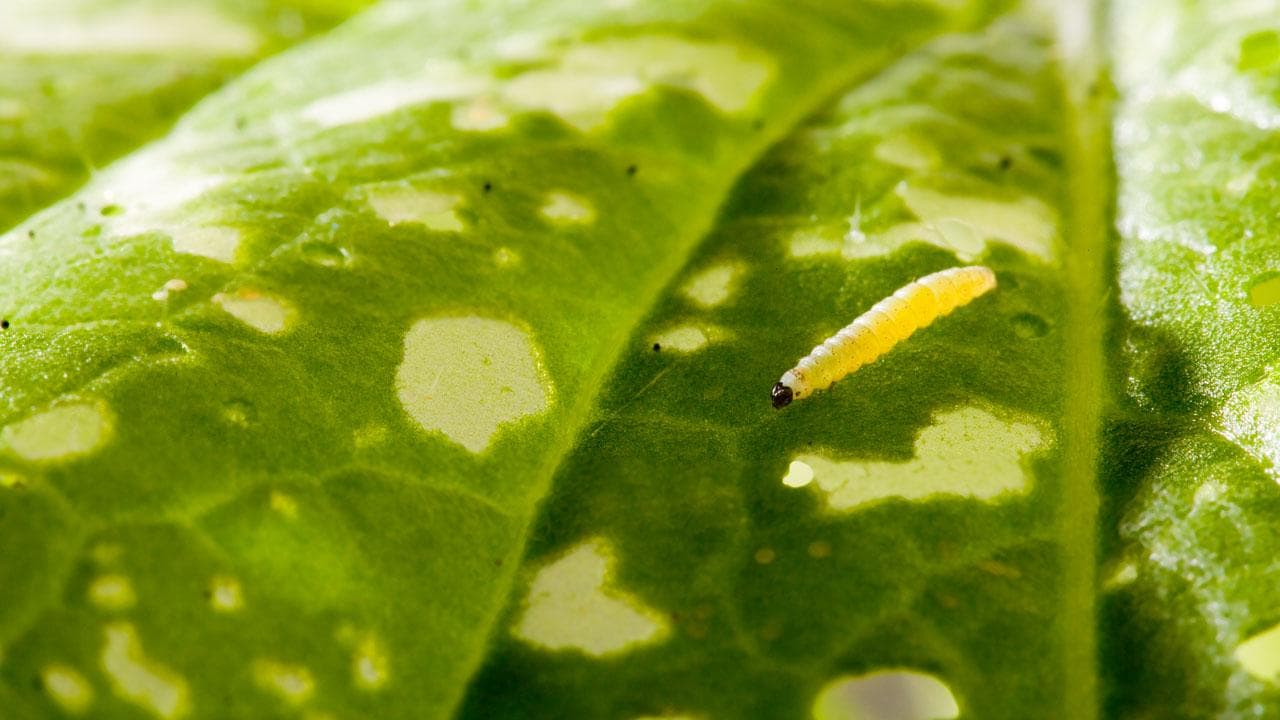 A small yellow caterpillar on a green leaf with white spots.