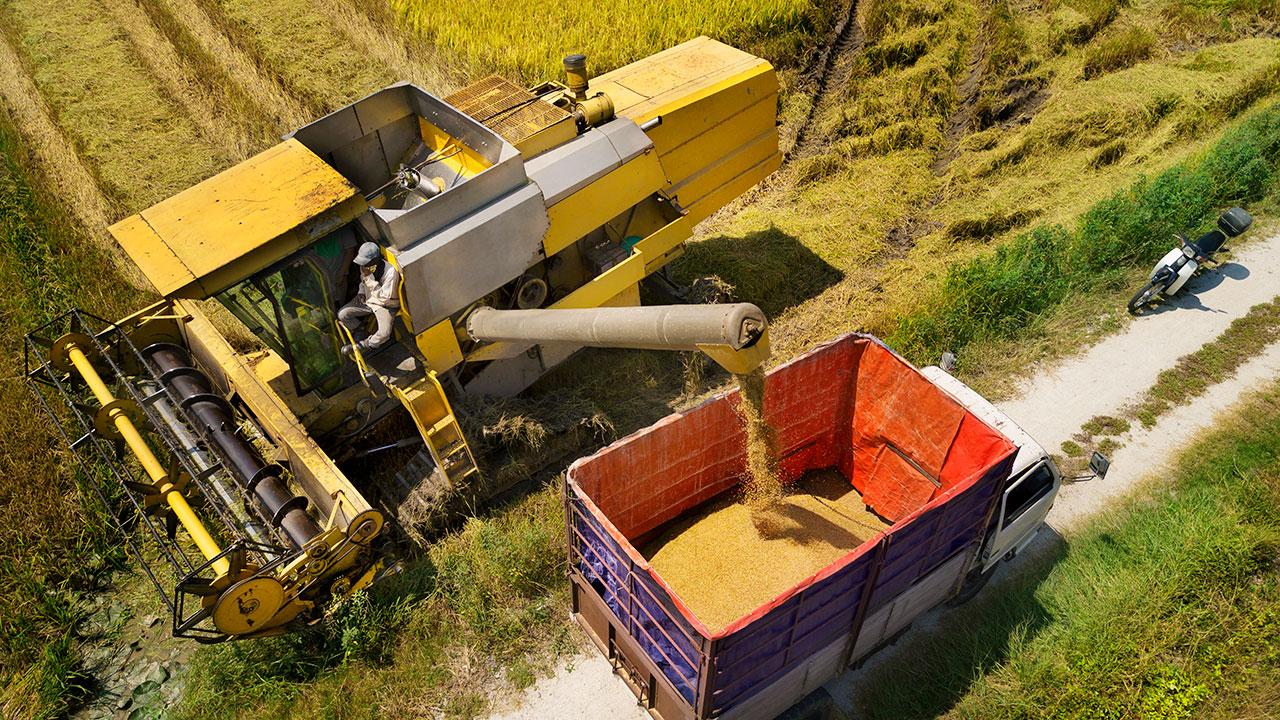 A yellow combine harvester pours grain into a red truck trailer on a dirt road beside a field.