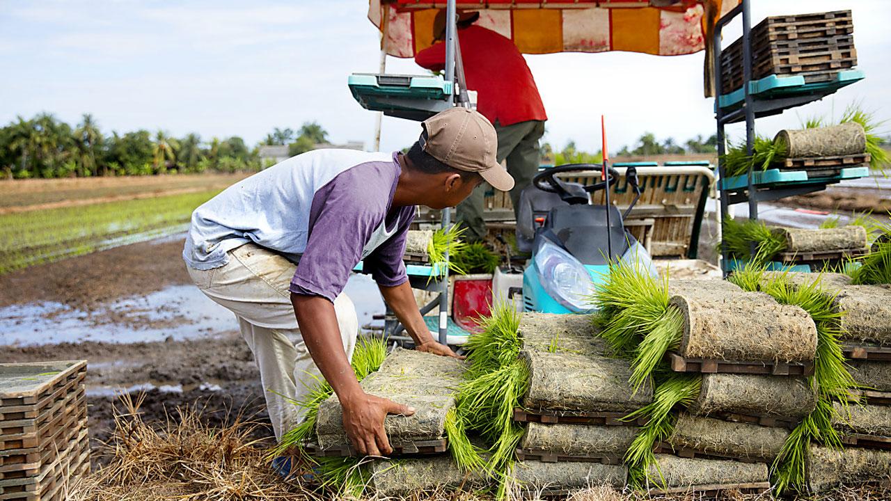 Person loading trays of seedlings onto a farming machine in a field.
