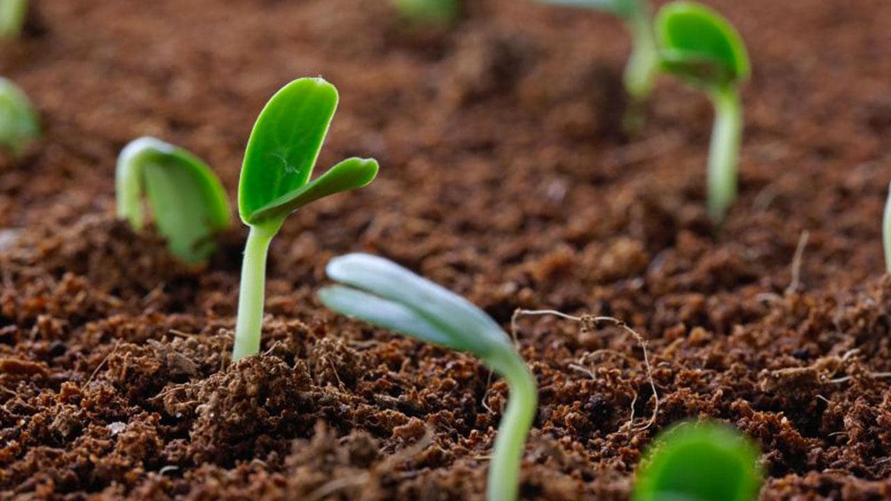 Close-up of young green seedlings sprouting from rich brown soil.