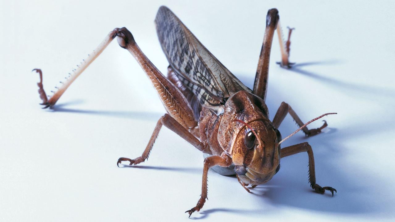 Close-up of a grasshopper on a white surface. The insect's detailed body and legs are visible, showcasing its brownish coloration and wings.
