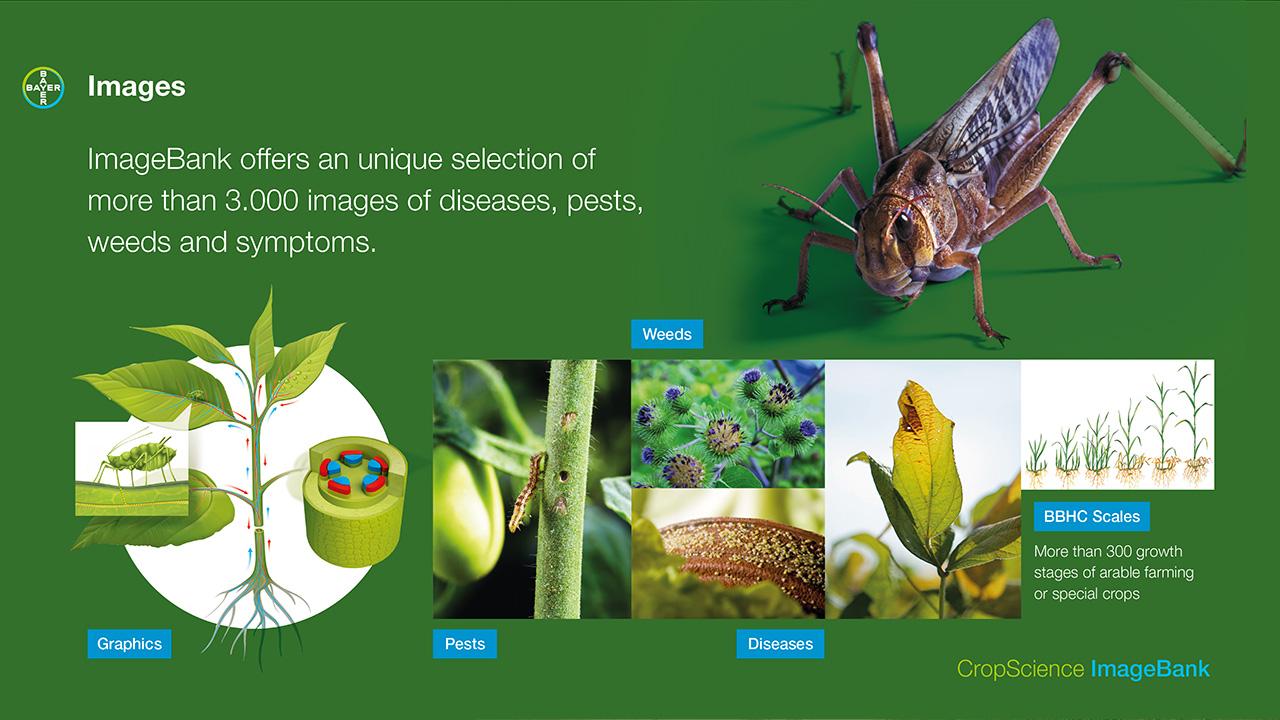 Collage of plant graphics, pests, weeds, and diseases, featuring text about ImageBank's collection of 3,000+ images. Includes a large grasshopper and various stages of crop issues.