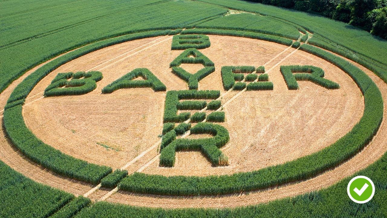 Bayer Cross Field Art