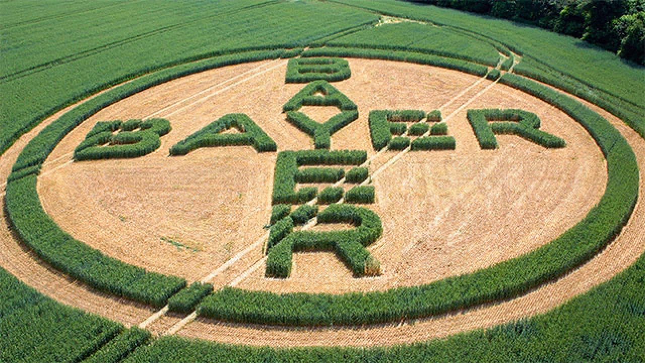 Bayer Cross Field Art