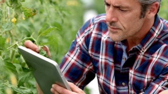 A person in a plaid shirt examines plant leaves while holding a tablet in a greenhouse.
