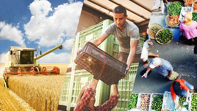 Photo collage of combine harvester in wheat field, stacking of crates and vegetable market