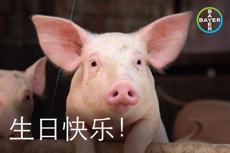 A close-up of a pig with a Bayer logo in the corner and Chinese characters reading "生日快乐!" (Happy Birthday).