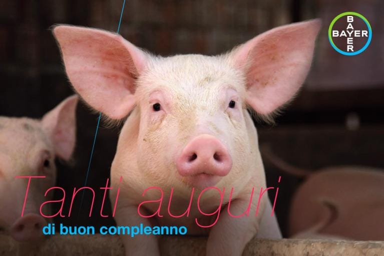 A pig with large ears is shown, with the text "Tanti auguri di buon compleanno" and a Bayer logo in the corner.