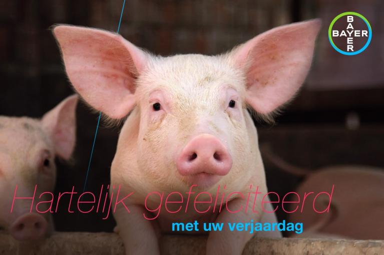 Two pigs are shown with text overlay in Dutch that reads "Hartelijk gefeliciteerd met uw verjaardag." The Bayer logo is visible in the upper right corner.