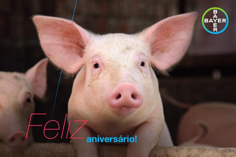 A pig looks at the camera with text overlay saying "Feliz aniversário" and a Bayer logo in the corner.
