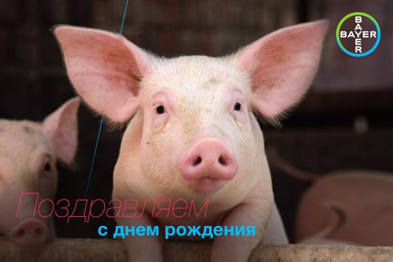 Two pigs are visible, with one in focus at the center. The text in Russian reads, "Поздравляем с днем рождения." The Bayer logo is in the top right corner.