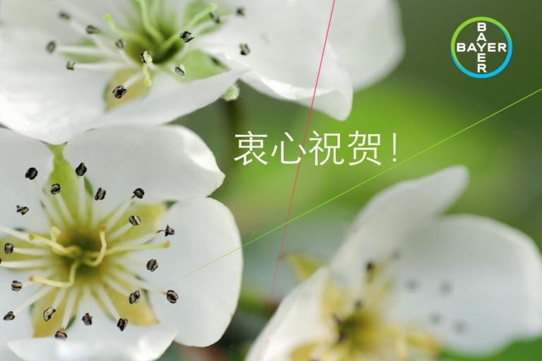 Close-up of white flowers with green centers. Chinese text reads "衷心祝贺!" at the center. Bayer logo in the top right corner.