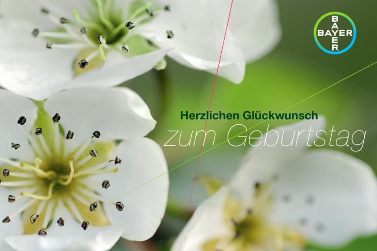 White blossoms with green centers are in focus, with the text "Herzlichen Glückwunsch zum Geburtstag" and the Bayer logo in the upper right corner.