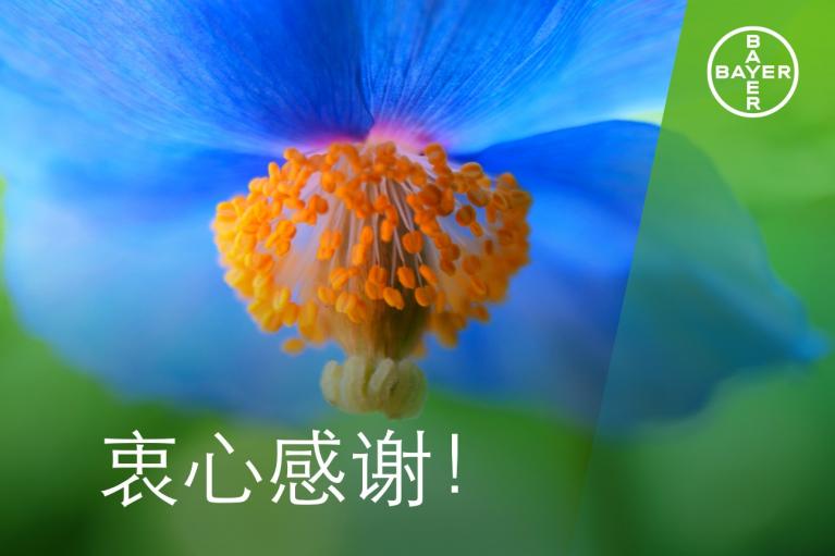 Close-up of a blue flower with orange stamens on a green background. Bayer logo in the top right corner. Text in Chinese characters on the bottom.