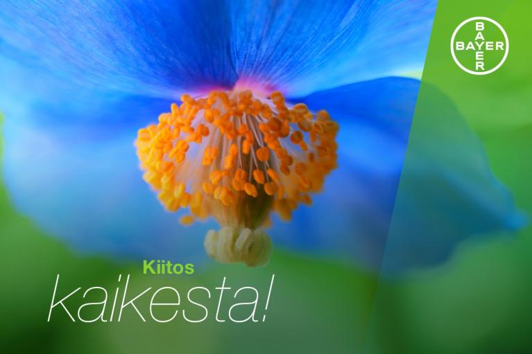 Close-up of a blue flower with orange stamens, featuring the Bayer logo in the top right corner. The text reads "Kiitos kaikesta!" on a green background.