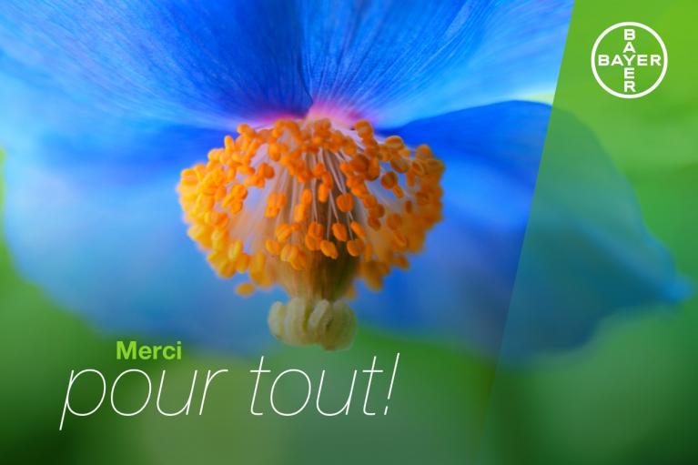 Close-up of a blue flower with orange stamens. The text in French reads “Merci pour tout!” and the Bayer logo is displayed in the top right corner.