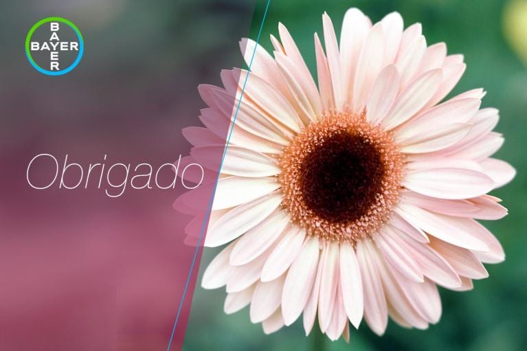 A pink gerbera daisy with the word "Obrigado" and a Bayer logo on the top left corner.