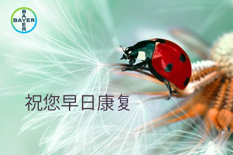 A ladybug on a dandelion seed. Logo "Bayer" in the top left corner. Chinese text translates to "Wishing you a speedy recovery.