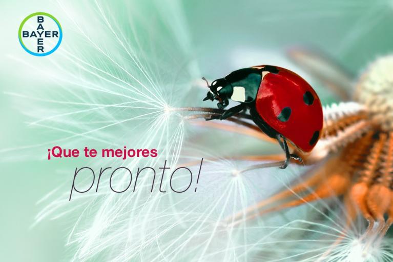 A ladybug on a dandelion puff against a green background with the Bayer logo and the Spanish text "¡Que te mejores pronto!".