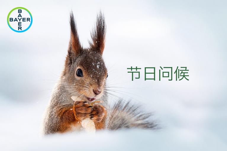 A squirrel holds food in its paws while standing on snow. The Bayer logo is in the top left, and Chinese characters are on the right.