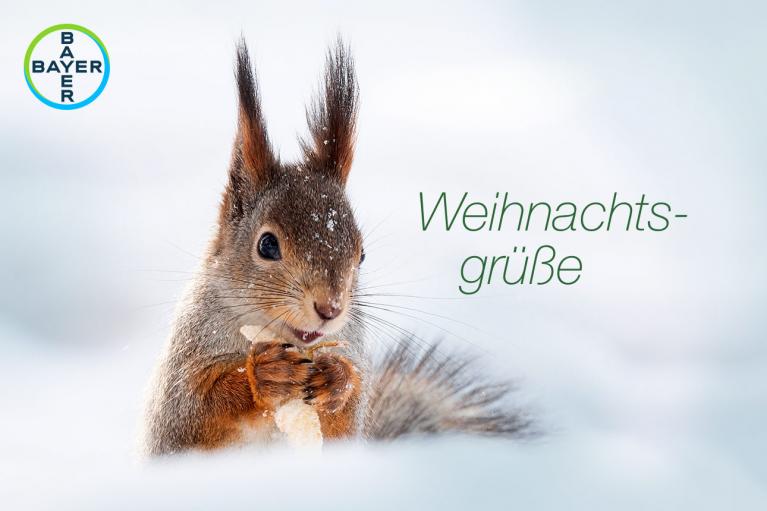 A squirrel eating in snow with "Weihnachtsgrüße" text and Bayer logo in the top left corner.