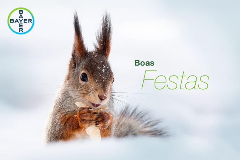 A squirrel in the snow holding food, with the text "Boas Festas" and the Bayer logo in the top left corner.