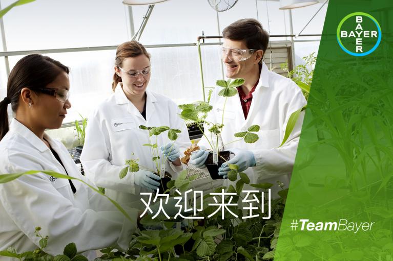 Three people in lab coats examine plants in a bright laboratory. Bayer logo and the phrase "团队Bayer" are visible.