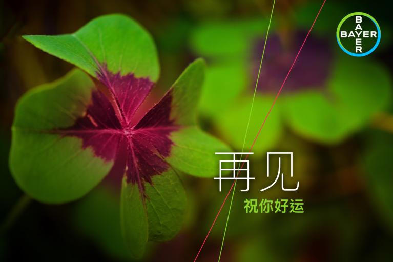 Close-up of a green and purple four-leaf clover with Chinese text overlay. Bayer logo in the top right corner.