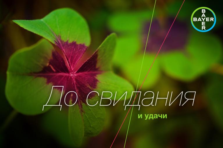 Close-up of a four-leaf clover with text in Russian. Bayer logo in the top right corner.