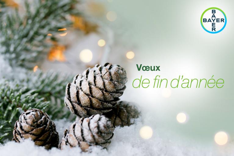 Vœux de fin d’année, Branch with pine cones and snow