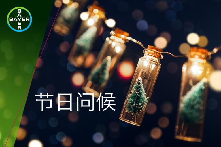 节日问候, Fairy lights with small fir trees in bottles