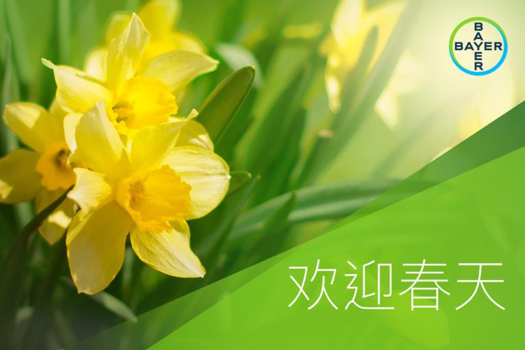 欢迎春天 Daffodil