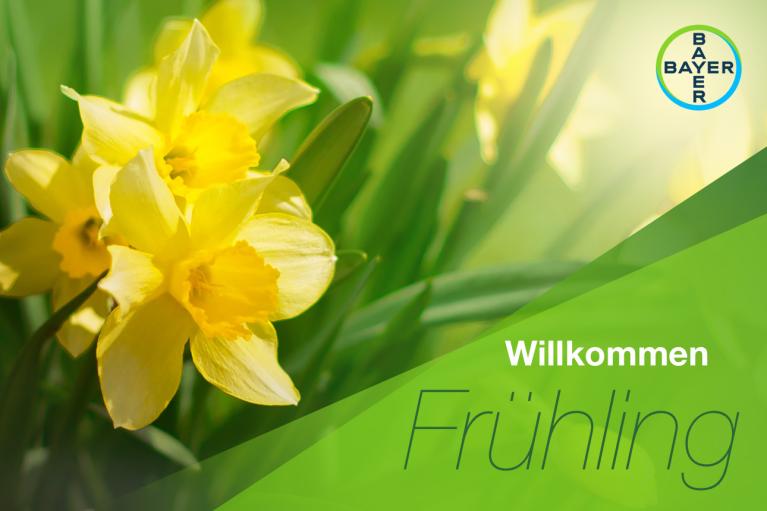 Willkommen Frühling Narzisse