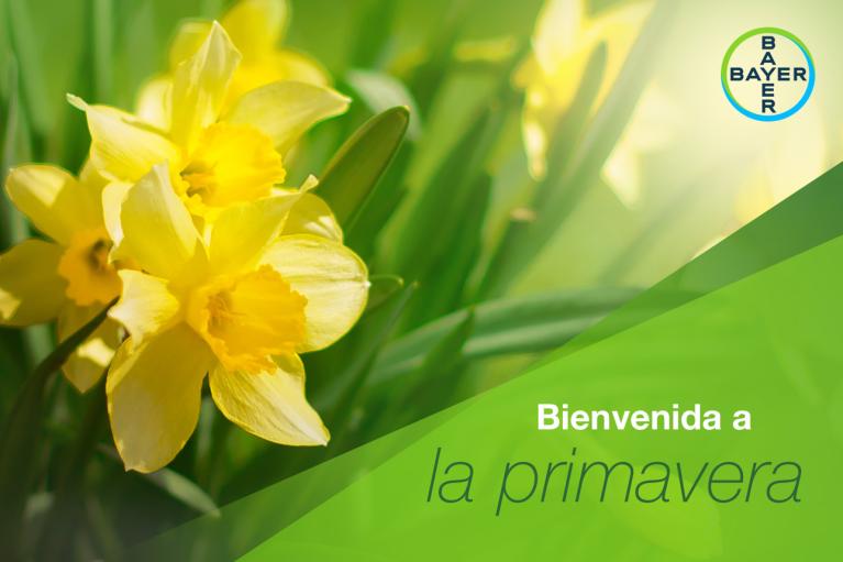 Bienvenida a la primavera Daffodil