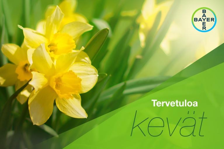 Tervetuloa kevät Daffodil