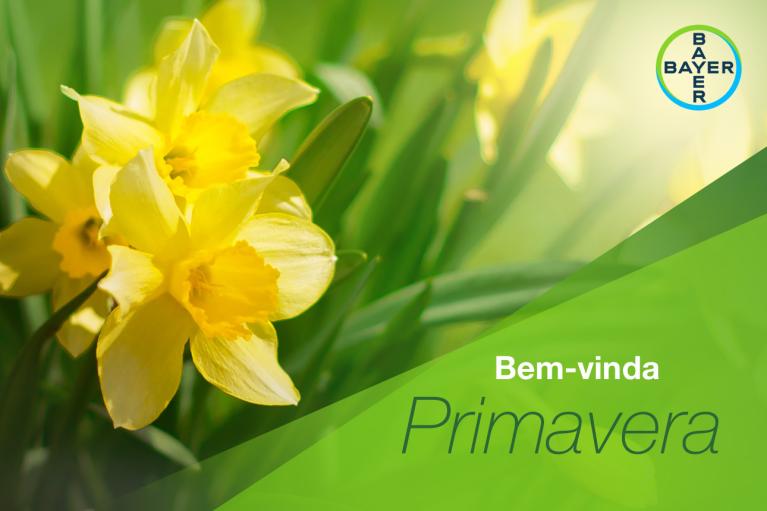 Bem-vinda Primavera Daffodil