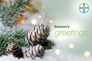 Season's greeting, Branch with pine cones and snow